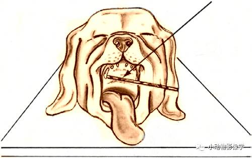 动物拍片腹部怎么摆如何为犬猫拍摄一张摆位完美的X线片_https://www.jmylbn.com_新闻资讯_第19张