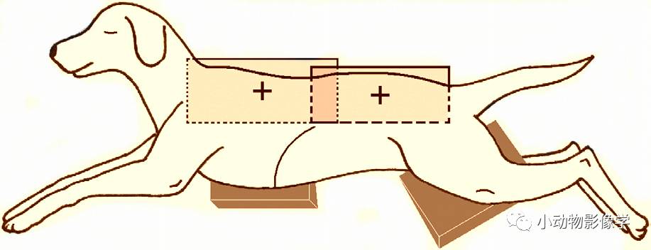 动物拍片腹部怎么摆如何为犬猫拍摄一张摆位完美的X线片_https://www.jmylbn.com_新闻资讯_第23张