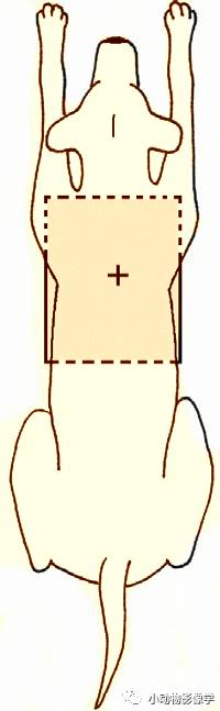 动物拍片腹部怎么摆如何为犬猫拍摄一张摆位完美的X线片_https://www.jmylbn.com_新闻资讯_第27张