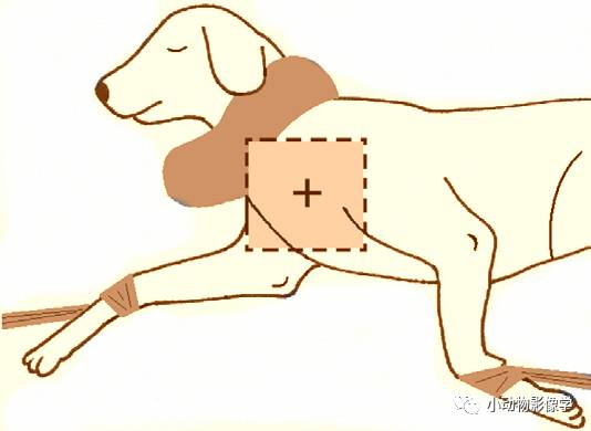 动物拍片腹部怎么摆如何为犬猫拍摄一张摆位完美的X线片_https://www.jmylbn.com_新闻资讯_第37张