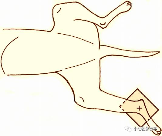 动物拍片腹部怎么摆如何为犬猫拍摄一张摆位完美的X线片_https://www.jmylbn.com_新闻资讯_第63张