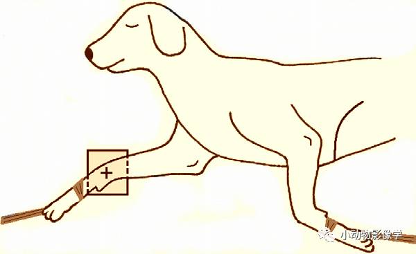 动物拍片腹部怎么摆如何为犬猫拍摄一张摆位完美的X线片_https://www.jmylbn.com_新闻资讯_第44张