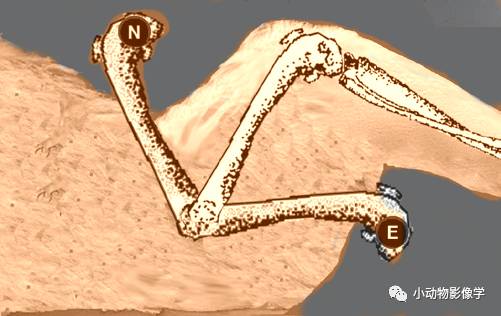 动物拍片腹部怎么摆如何为犬猫拍摄一张摆位完美的X线片_https://www.jmylbn.com_新闻资讯_第53张