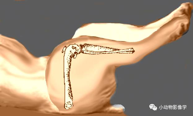 动物拍片腹部怎么摆如何为犬猫拍摄一张摆位完美的X线片_https://www.jmylbn.com_新闻资讯_第55张
