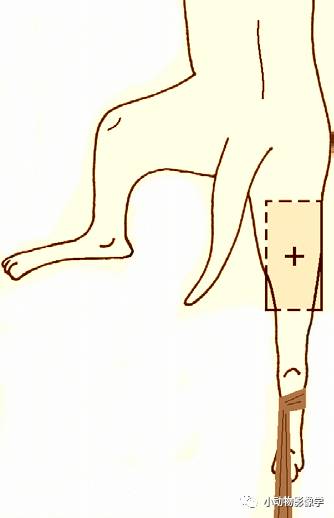 动物拍片腹部怎么摆如何为犬猫拍摄一张摆位完美的X线片_https://www.jmylbn.com_新闻资讯_第61张