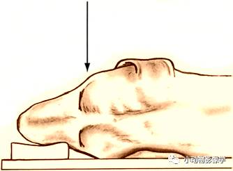 动物拍片腹部怎么摆如何为犬猫拍摄一张摆位完美的X线片_https://www.jmylbn.com_新闻资讯_第3张