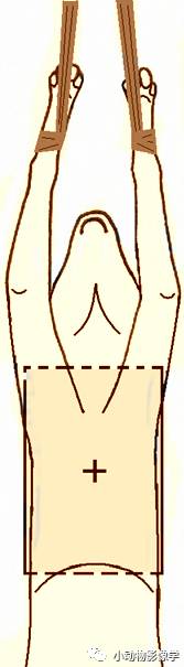 动物拍片腹部怎么摆如何为犬猫拍摄一张摆位完美的X线片_https://www.jmylbn.com_新闻资讯_第28张