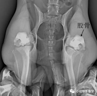 动物拍片腹部怎么摆如何为犬猫拍摄一张摆位完美的X线片_https://www.jmylbn.com_新闻资讯_第58张