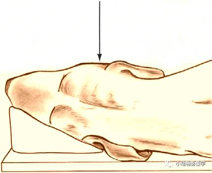 动物拍片腹部怎么摆如何为犬猫拍摄一张摆位完美的X线片_https://www.jmylbn.com_新闻资讯_第14张