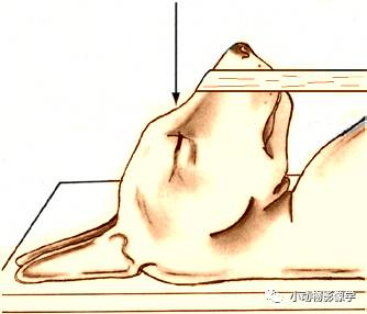 动物拍片腹部怎么摆如何为犬猫拍摄一张摆位完美的X线片_https://www.jmylbn.com_新闻资讯_第8张