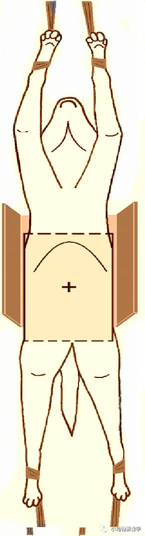 动物拍片腹部怎么摆如何为犬猫拍摄一张摆位完美的X线片_https://www.jmylbn.com_新闻资讯_第32张