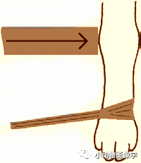 动物拍片腹部怎么摆如何为犬猫拍摄一张摆位完美的X线片_https://www.jmylbn.com_新闻资讯_第46张