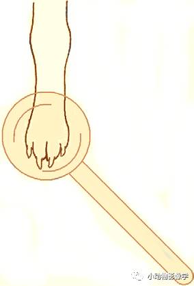 动物拍片腹部怎么摆如何为犬猫拍摄一张摆位完美的X线片_https://www.jmylbn.com_新闻资讯_第47张