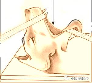 动物拍片腹部怎么摆如何为犬猫拍摄一张摆位完美的X线片_https://www.jmylbn.com_新闻资讯_第10张