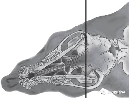 动物拍片腹部怎么摆如何为犬猫拍摄一张摆位完美的X线片_https://www.jmylbn.com_新闻资讯_第16张