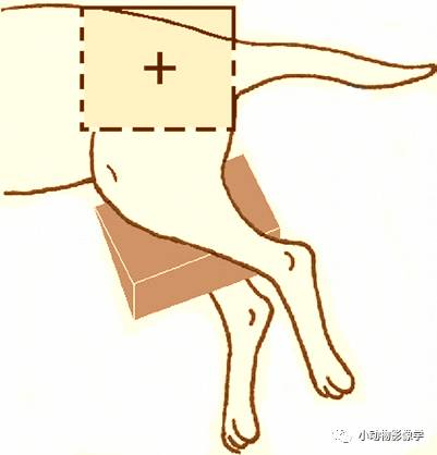 动物拍片腹部怎么摆如何为犬猫拍摄一张摆位完美的X线片_https://www.jmylbn.com_新闻资讯_第49张