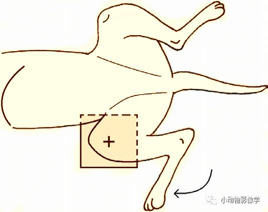 动物拍片腹部怎么摆如何为犬猫拍摄一张摆位完美的X线片_https://www.jmylbn.com_新闻资讯_第62张