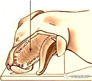 动物拍片腹部怎么摆如何为犬猫拍摄一张摆位完美的X线片_https://www.jmylbn.com_新闻资讯_第17张