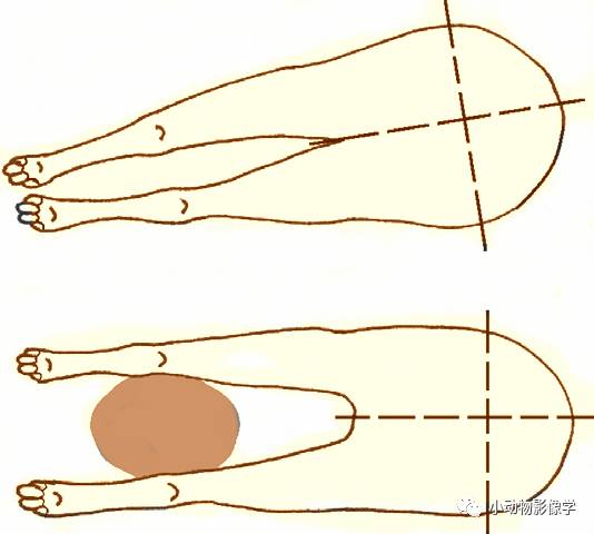 动物拍片腹部怎么摆如何为犬猫拍摄一张摆位完美的X线片_https://www.jmylbn.com_新闻资讯_第25张