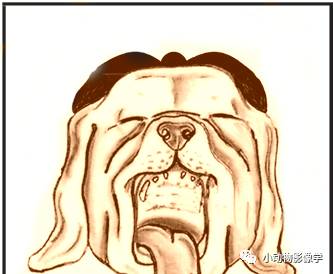 动物拍片腹部怎么摆如何为犬猫拍摄一张摆位完美的X线片_https://www.jmylbn.com_新闻资讯_第11张