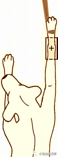 动物拍片腹部怎么摆如何为犬猫拍摄一张摆位完美的X线片_https://www.jmylbn.com_新闻资讯_第45张