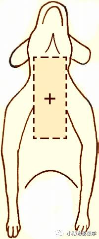 动物拍片腹部怎么摆如何为犬猫拍摄一张摆位完美的X线片_https://www.jmylbn.com_新闻资讯_第22张