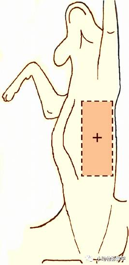 动物拍片腹部怎么摆如何为犬猫拍摄一张摆位完美的X线片_https://www.jmylbn.com_新闻资讯_第29张