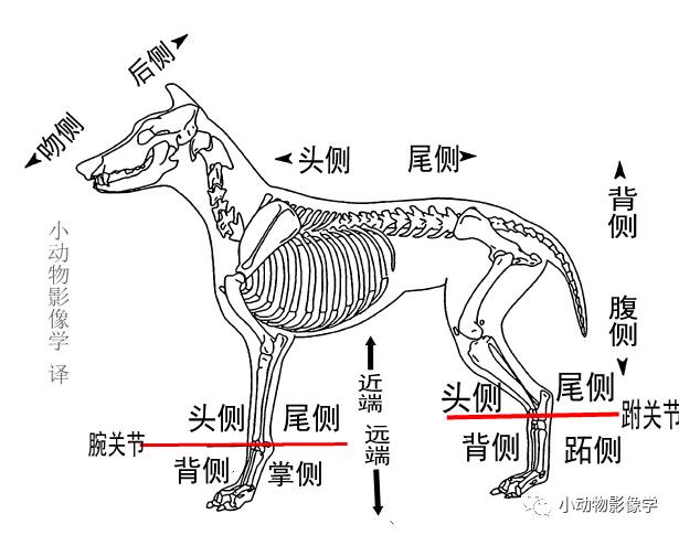 动物拍片腹部怎么摆如何为犬猫拍摄一张摆位完美的X线片_https://www.jmylbn.com_新闻资讯_第36张