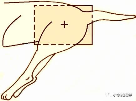 动物拍片腹部怎么摆如何为犬猫拍摄一张摆位完美的X线片_https://www.jmylbn.com_新闻资讯_第35张