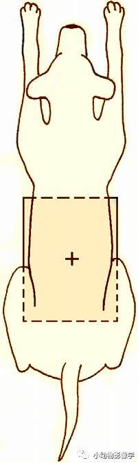 动物拍片腹部怎么摆如何为犬猫拍摄一张摆位完美的X线片_https://www.jmylbn.com_新闻资讯_第33张