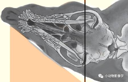 动物拍片腹部怎么摆如何为犬猫拍摄一张摆位完美的X线片_https://www.jmylbn.com_新闻资讯_第15张