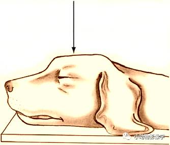 动物拍片腹部怎么摆如何为犬猫拍摄一张摆位完美的X线片_https://www.jmylbn.com_新闻资讯_第4张