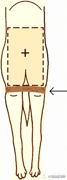 动物拍片腹部怎么摆如何为犬猫拍摄一张摆位完美的X线片_https://www.jmylbn.com_新闻资讯_第51张