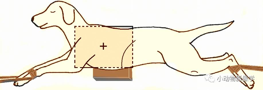 动物拍片腹部怎么摆如何为犬猫拍摄一张摆位完美的X线片_https://www.jmylbn.com_新闻资讯_第26张
