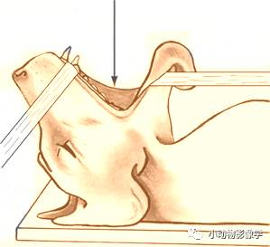 动物拍片腹部怎么摆如何为犬猫拍摄一张摆位完美的X线片_https://www.jmylbn.com_新闻资讯_第9张