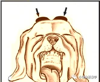 动物拍片腹部怎么摆如何为犬猫拍摄一张摆位完美的X线片_https://www.jmylbn.com_新闻资讯_第7张