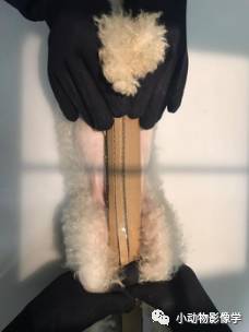 动物拍片腹部怎么摆如何为犬猫拍摄一张摆位完美的X线片_https://www.jmylbn.com_新闻资讯_第57张