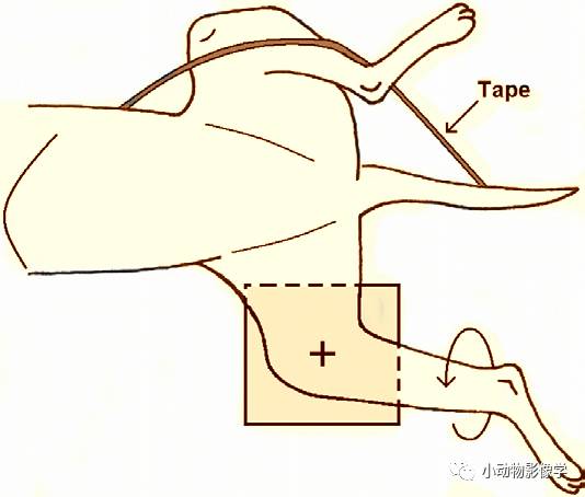 动物拍片腹部怎么摆如何为犬猫拍摄一张摆位完美的X线片_https://www.jmylbn.com_新闻资讯_第60张