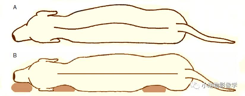 动物拍片腹部怎么摆如何为犬猫拍摄一张摆位完美的X线片_https://www.jmylbn.com_新闻资讯_第20张