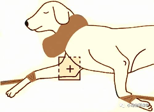 动物拍片腹部怎么摆如何为犬猫拍摄一张摆位完美的X线片_https://www.jmylbn.com_新闻资讯_第40张