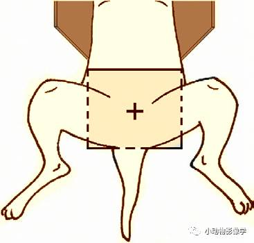 动物拍片腹部怎么摆如何为犬猫拍摄一张摆位完美的X线片_https://www.jmylbn.com_新闻资讯_第52张