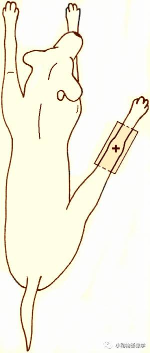 动物拍片腹部怎么摆如何为犬猫拍摄一张摆位完美的X线片_https://www.jmylbn.com_新闻资讯_第64张