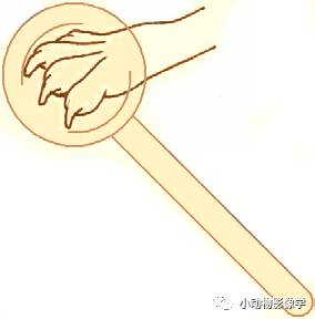 动物拍片腹部怎么摆如何为犬猫拍摄一张摆位完美的X线片_https://www.jmylbn.com_新闻资讯_第48张