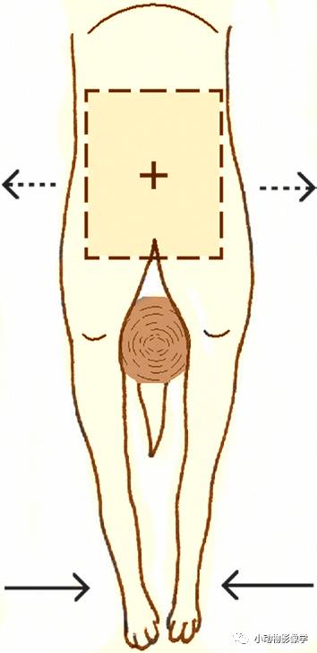 动物拍片腹部怎么摆如何为犬猫拍摄一张摆位完美的X线片_https://www.jmylbn.com_新闻资讯_第54张