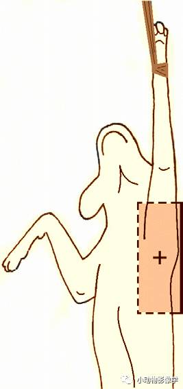 动物拍片腹部怎么摆如何为犬猫拍摄一张摆位完美的X线片_https://www.jmylbn.com_新闻资讯_第39张