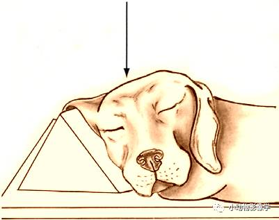 动物拍片腹部怎么摆如何为犬猫拍摄一张摆位完美的X线片_https://www.jmylbn.com_新闻资讯_第13张