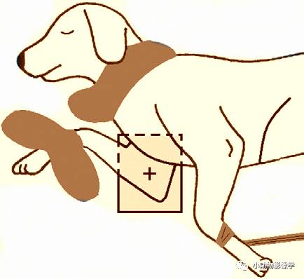 动物拍片腹部怎么摆如何为犬猫拍摄一张摆位完美的X线片_https://www.jmylbn.com_新闻资讯_第42张