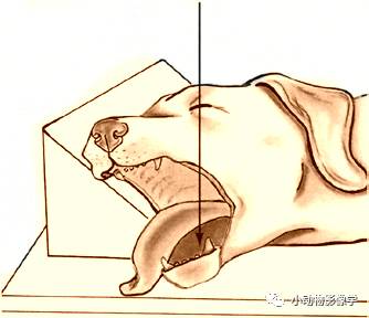 动物拍片腹部怎么摆如何为犬猫拍摄一张摆位完美的X线片_https://www.jmylbn.com_新闻资讯_第18张