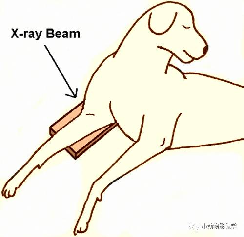 动物拍片腹部怎么摆如何为犬猫拍摄一张摆位完美的X线片_https://www.jmylbn.com_新闻资讯_第43张