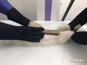 动物拍片腹部怎么摆如何为犬猫拍摄一张摆位完美的X线片_https://www.jmylbn.com_新闻资讯_第56张